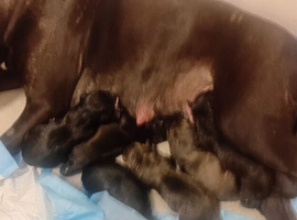Puppy staff