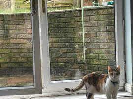 Calico cat