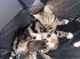 5 adorable kittens