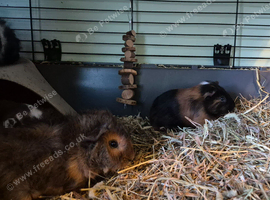 2 x 6 week old boar brothers