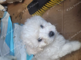 Bichon frise