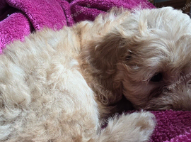 3 beautiful cockerpoo puppies for sale