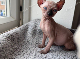 Canadian Sphynx cuddle bugs
