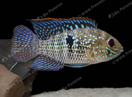Blue Acara&rsquo;s (Non Electric Blue) For Sale - Home Breed