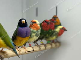 Parrot finches