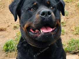 2-Year-Old Rottweiler Boy
