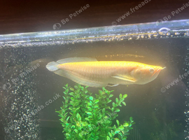 Albino arowana