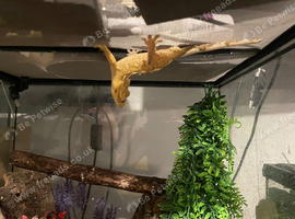 Sub adult male crested gecko