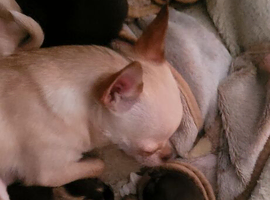 Toy mini chihuahuas puppies