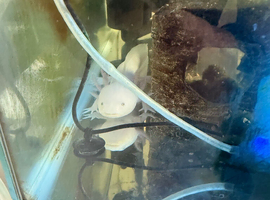 Axolotl plus set up