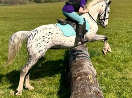 Beautiful pony club school mistress