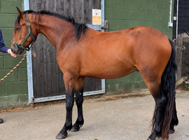 Connemara 4yr old unbroken gelding!