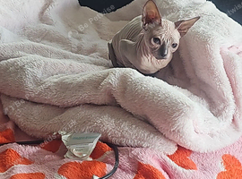 Full white hairless Sphynx