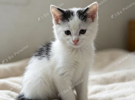 Black and white kitten left