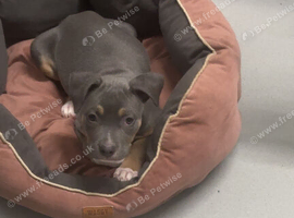 Blue Staffordshire bull terrier