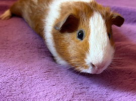 Guinea pig male