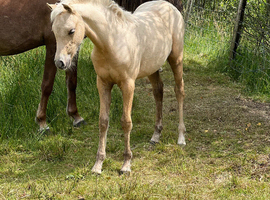 Beautiful palomino