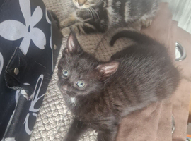Kittens