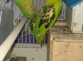 Baby budgies mix colour