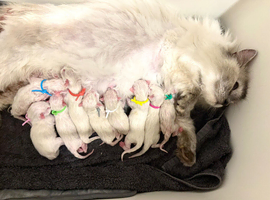 A beautiful litter of 9 Ragdolls