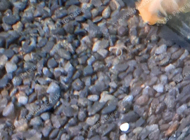Bristle nose plecs  babies