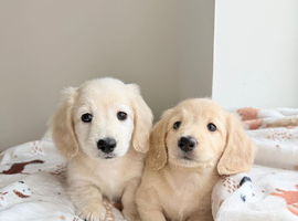 Kc reg miniature dachshund boys