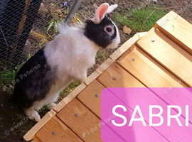 Sabrina the rabbit