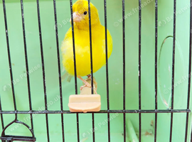 Fife Canary Hen 2024