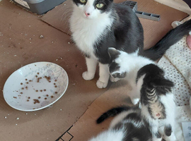 Beautiful kittens 2 boy 4 girls ready for homes