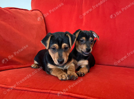 Beautiful smooth small black & tan Jack Russell puppies