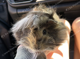 gorgeous Von the long haired peurvian piggy