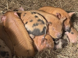 Beautiful kunekune piglets