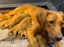 Fix red labs