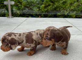 Gorgeous Dachshund Puppies &ndash; Available for Loving Homes