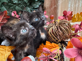 FLUFFY TORTIE FEMALE KITTENS TO RESERVE