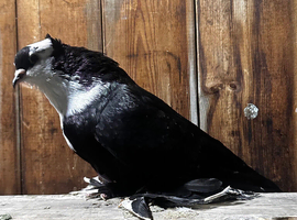 Iraqi basra pigeons male