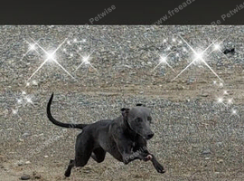 Beautiful KC Blue Whippet Puppies