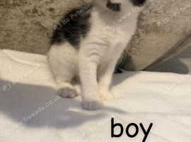 5 kittens