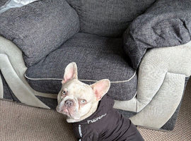 Frenchie for stud