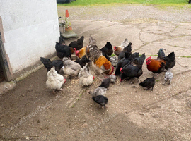 Copper Marans