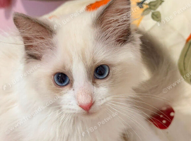 Reduced tica ragdoll kittens