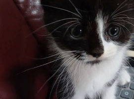 Domestic shorthair