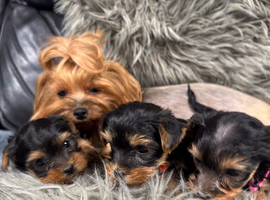 Yorkshire Terrier puppy