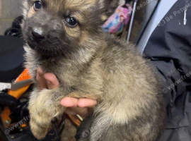 5 lovely German Shepard boys left to go