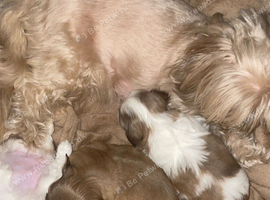 Beautiful litter of Shih Tzus imperial