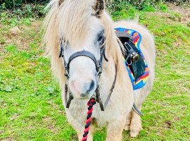 Prince - A Super Cute Mini Shetland