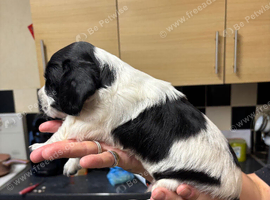 Male sprocker puppy