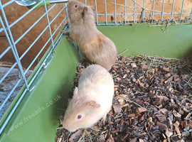 2 x Baby Guinea Pigs Brothers