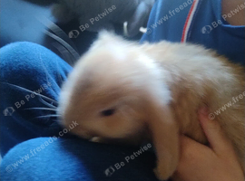 4 baby french lop