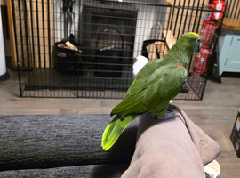 Amazon parrot